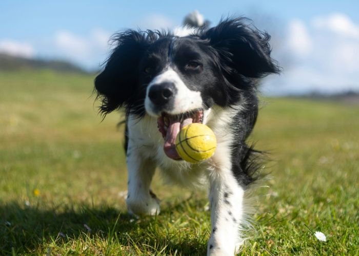 Dog playing in an open field with a tennis ball