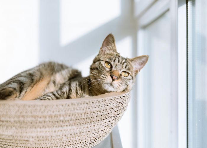 Happy cat laying in cat tree looking out the window