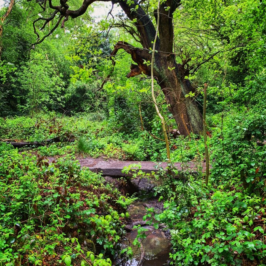 San Marcos River